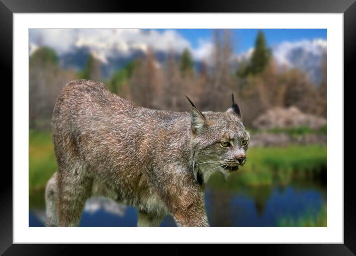 Canada Lynx Framed Mounted Print by Arterra 