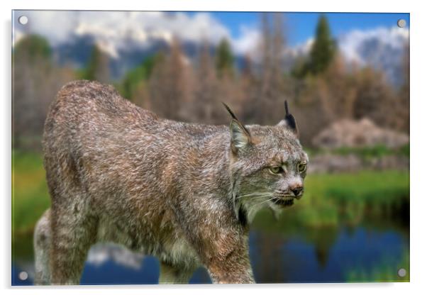 Canada Lynx Acrylic by Arterra 