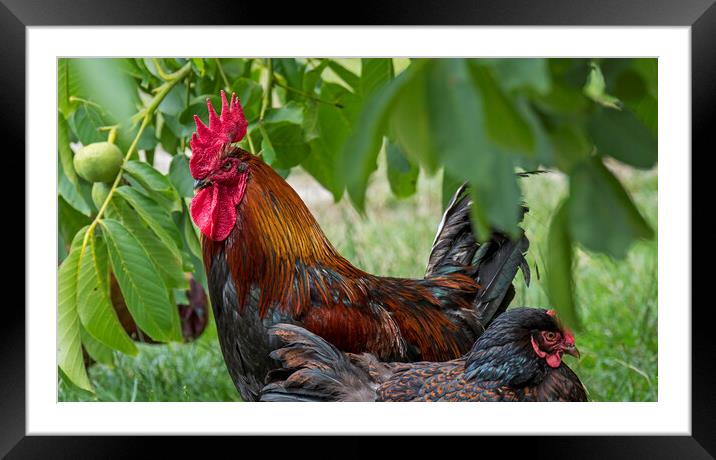 Barnevelder Cock and Hen Framed Mounted Print by Arterra 