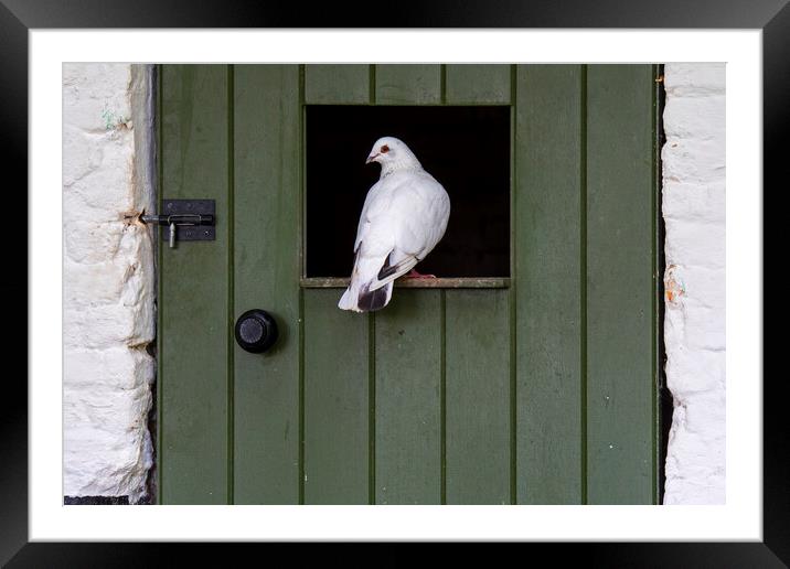 White Pigeon Framed Mounted Print by Arterra 