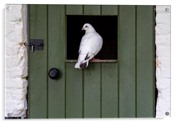White Pigeon Acrylic by Arterra 