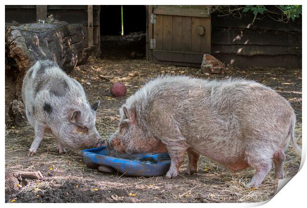 Two Miniature Pigs at Farm Print by Arterra 