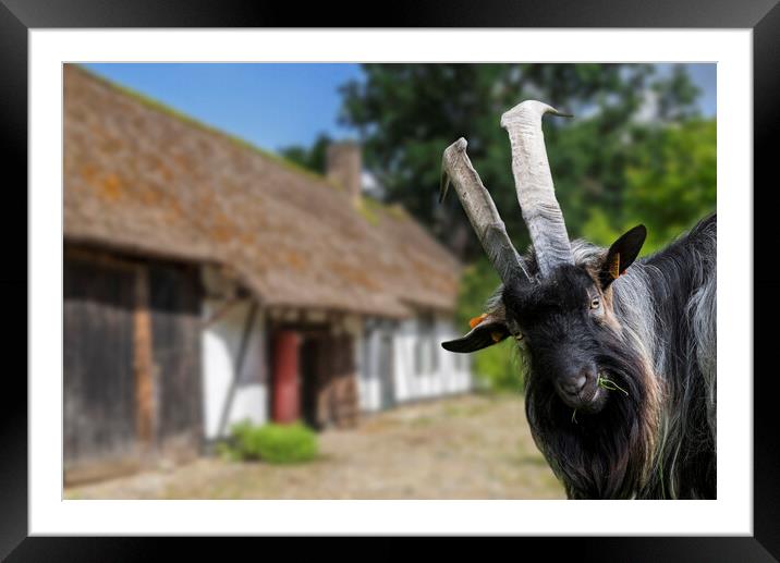 Billy Goat at Farm Framed Mounted Print by Arterra 