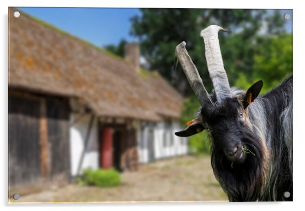 Billy Goat at Farm Acrylic by Arterra 
