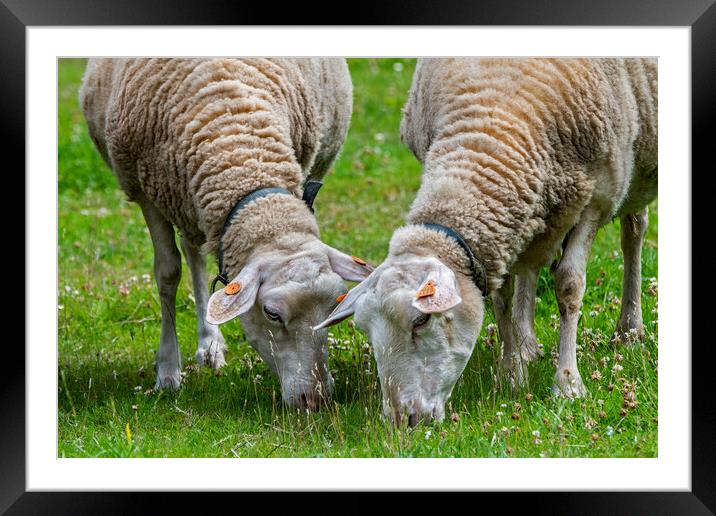 Two White Dairy Sheep Framed Mounted Print by Arterra 