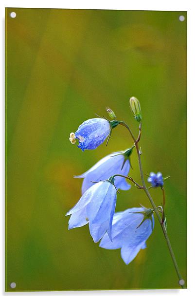 Enchanting Bluebells Acrylic by Stuart Jack
