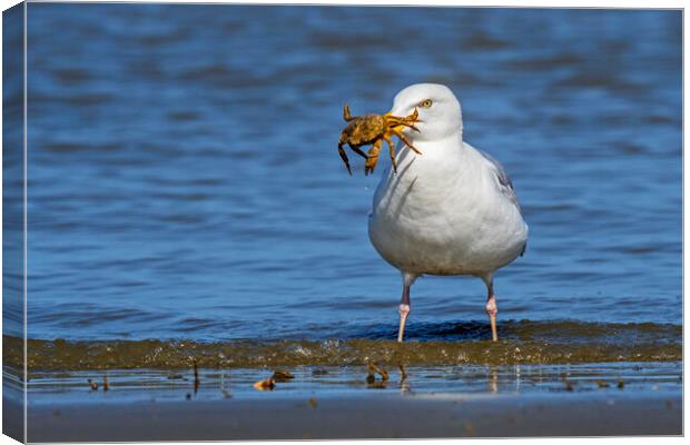 Herring Gull with Crab Canvas Print by Arterra 