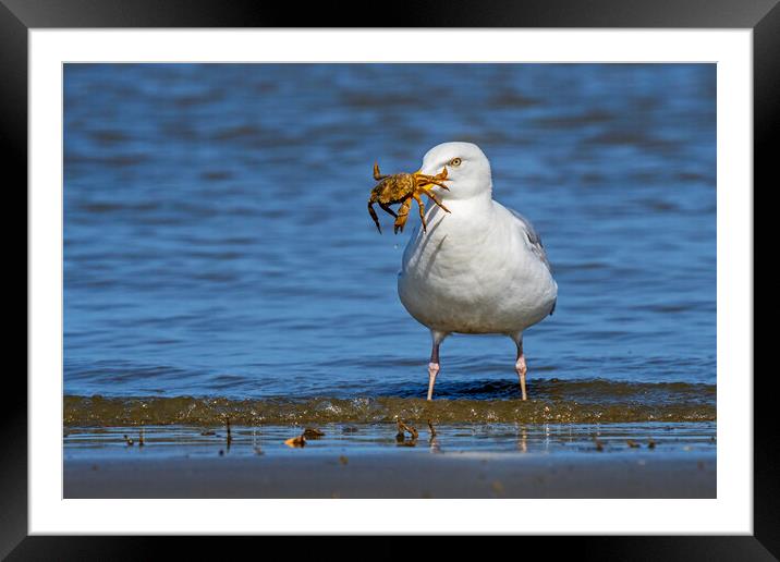 Herring Gull with Crab Framed Mounted Print by Arterra 