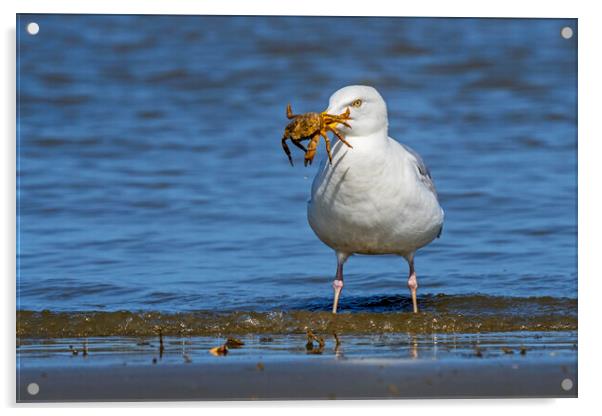 Herring Gull with Crab Acrylic by Arterra 