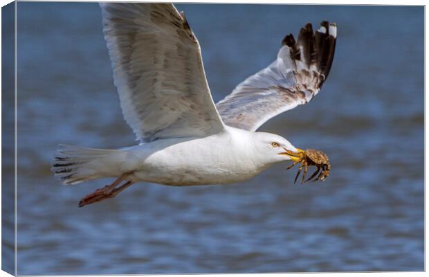 Seagull Flying Away with Crab Canvas Print by Arterra 