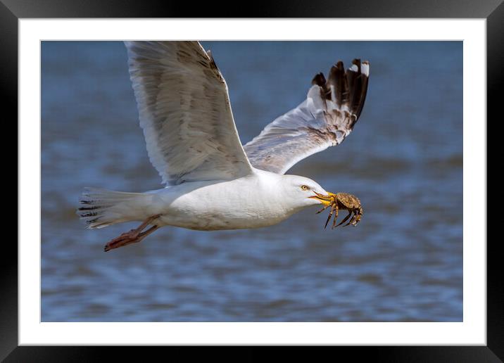 Seagull Flying Away with Crab Framed Mounted Print by Arterra 