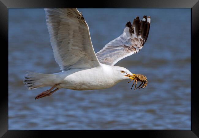 Seagull Flying Away with Crab Framed Print by Arterra 