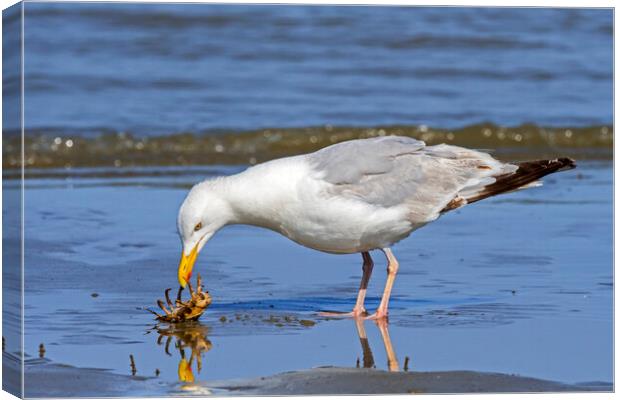 Seagull Looking at Crab Canvas Print by Arterra 