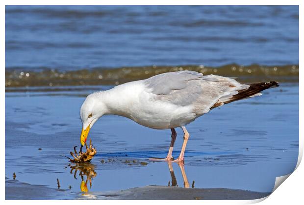 Seagull Looking at Crab Print by Arterra 