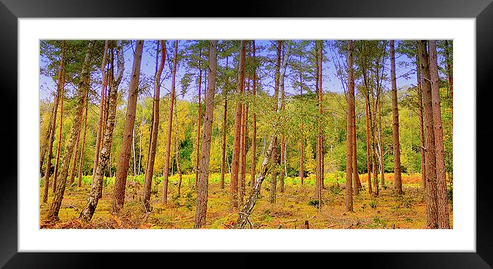 Through The Trees Framed Mounted Print by Louise Godwin