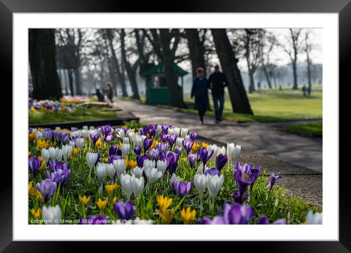 Urban Crocuses Next to a Path in Harrogate Town Centre. Framed Mounted Print by Steve Gill
