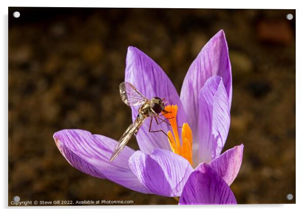 Hoverfly Pollinating a Crocus. Acrylic by Steve Gill