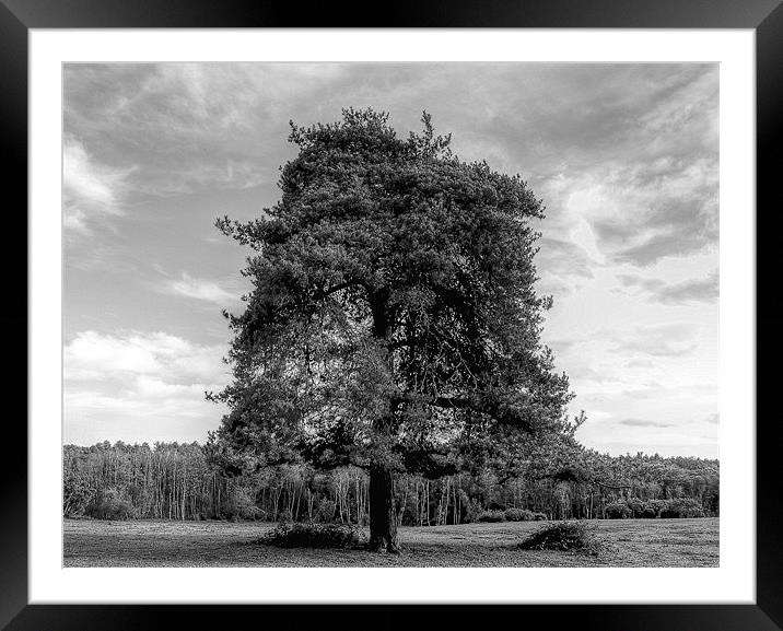Its A Tree Framed Mounted Print by Louise Godwin