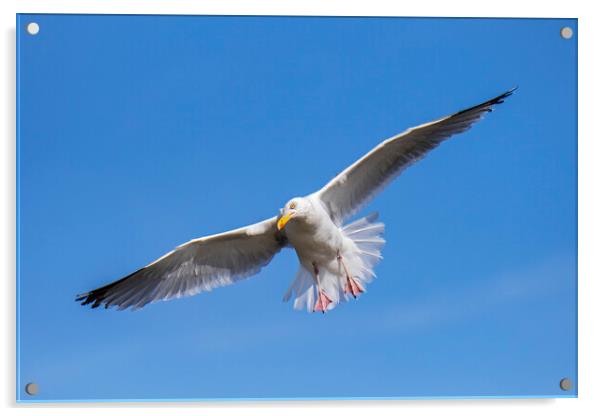 Herring Gull Landing Acrylic by Arterra 