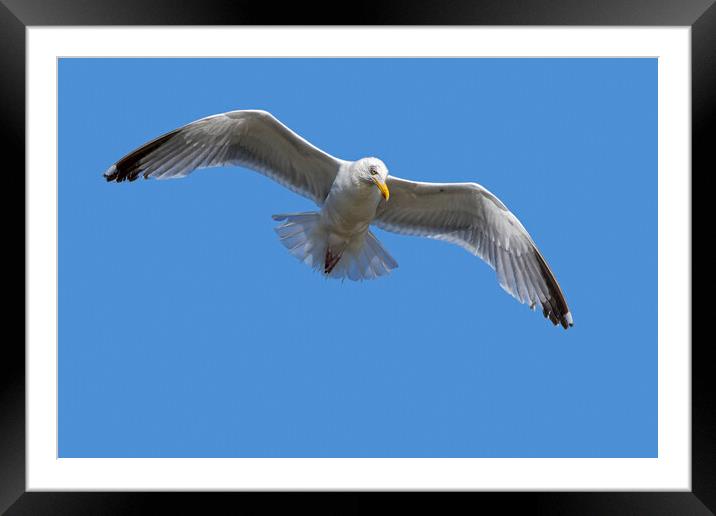  European Herring Gull in Flight Framed Mounted Print by Arterra 