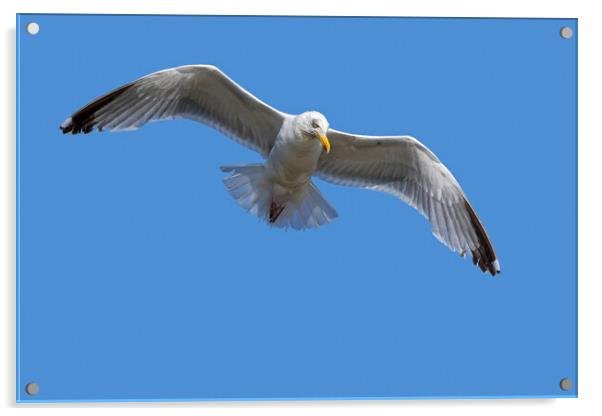  European Herring Gull in Flight Acrylic by Arterra 