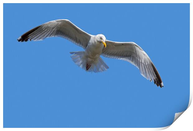  European Herring Gull in Flight Print by Arterra 
