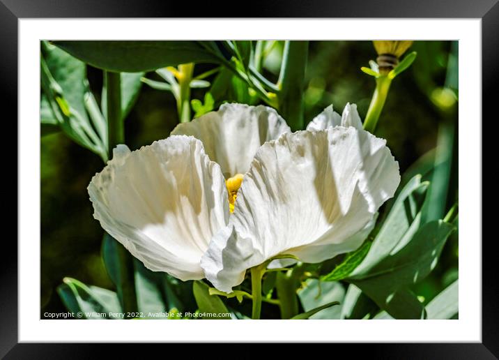 White Poppy Flower Sonora Desert Museum Tucson Arizona Framed Mounted Print by William Perry
