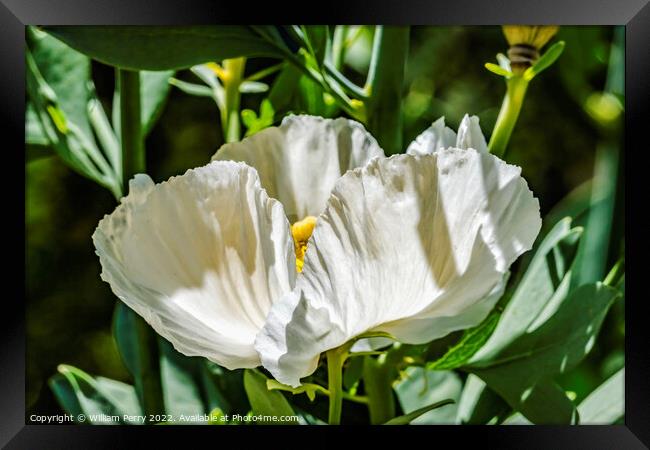 White Poppy Flower Sonora Desert Museum Tucson Arizona Framed Print by William Perry