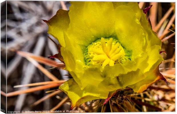 Yellow Blossom Club Cholla Cactus Sonora Desert Tucson Arizona Canvas Print by William Perry