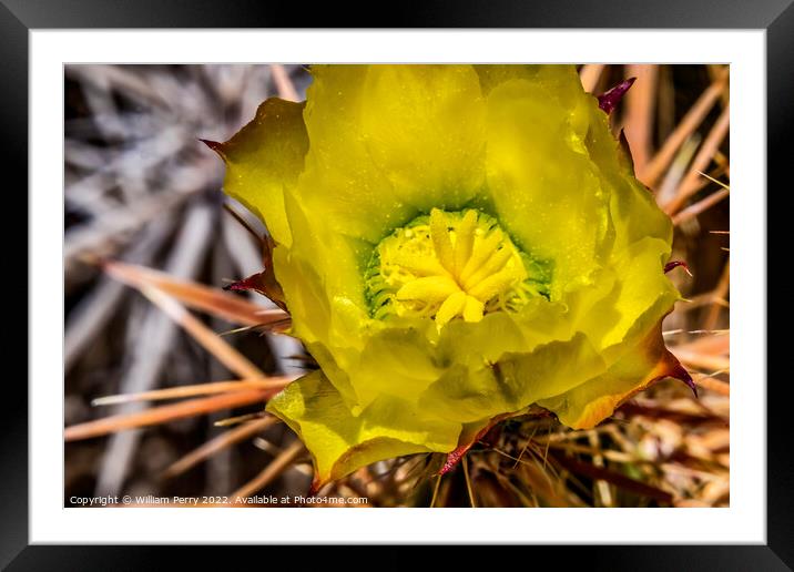 Yellow Blossom Club Cholla Cactus Sonora Desert Tucson Arizona Framed Mounted Print by William Perry