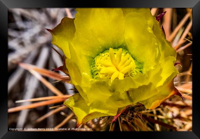 Yellow Blossom Club Cholla Cactus Sonora Desert Tucson Arizona Framed Print by William Perry