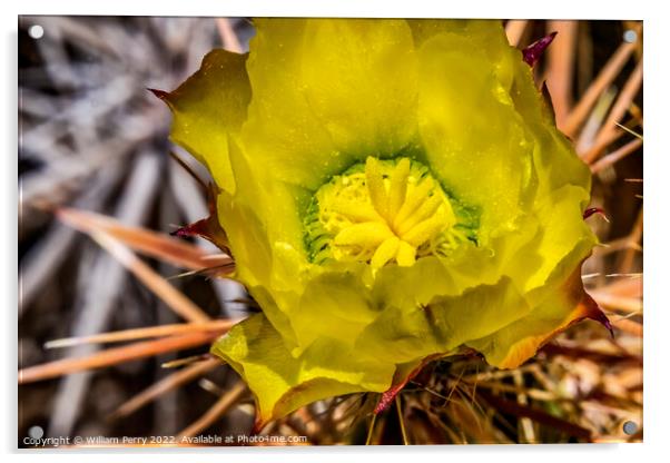 Yellow Blossom Club Cholla Cactus Sonora Desert Tucson Arizona Acrylic by William Perry