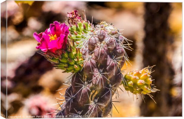 Pink Blossom Cane Cholla Cactus Sonora Desert Tucson Arizona Canvas Print by William Perry