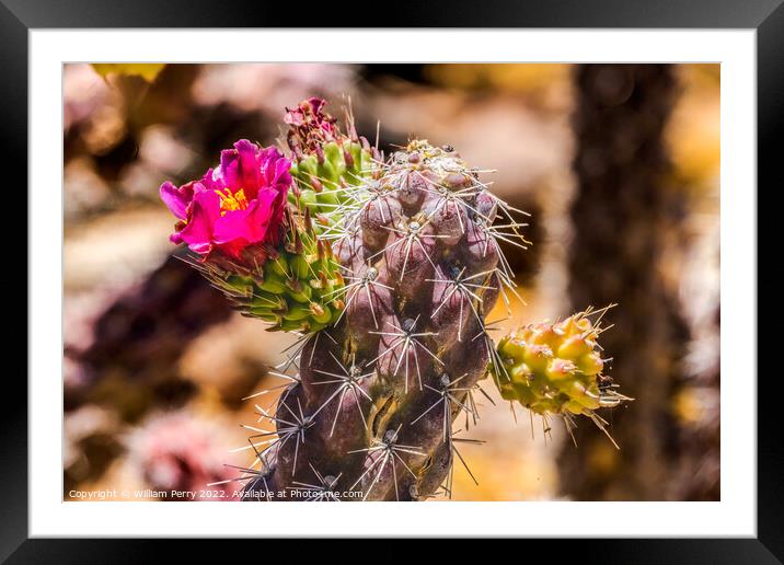 Pink Blossom Cane Cholla Cactus Sonora Desert Tucson Arizona Framed Mounted Print by William Perry
