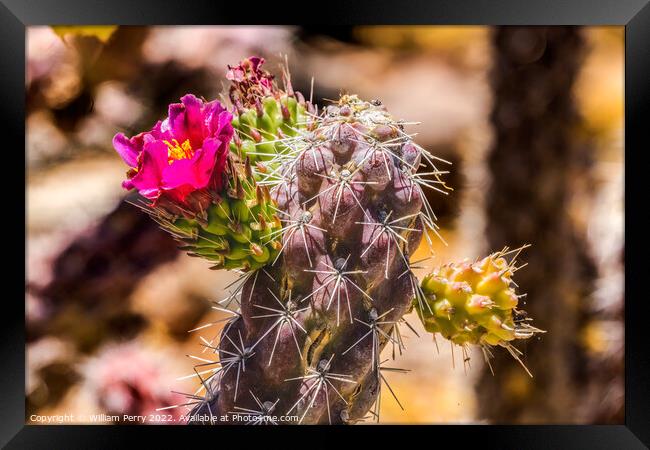 Pink Blossom Cane Cholla Cactus Sonora Desert Tucson Arizona Framed Print by William Perry