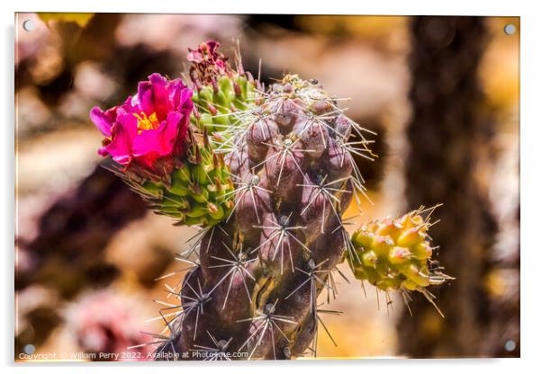 Pink Blossom Cane Cholla Cactus Sonora Desert Tucson Arizona Acrylic by William Perry