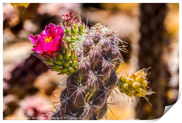 Pink Blossom Cane Cholla Cactus Sonora Desert Tucson Arizona Print by William Perry