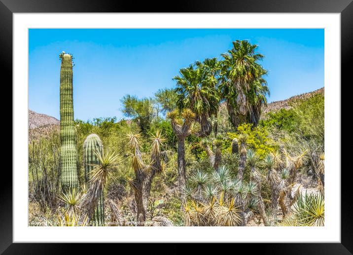 Cactus Plants Sonoran Desert Saguaro National Park Tucson Arizona Framed Mounted Print by William Perry