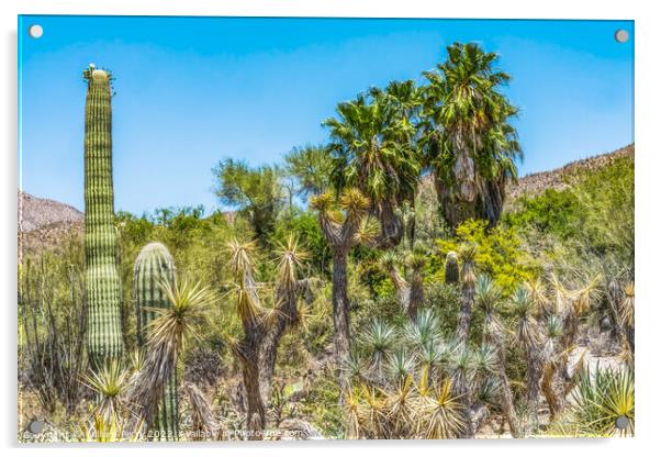 Cactus Plants Sonoran Desert Saguaro National Park Tucson Arizona Acrylic by William Perry