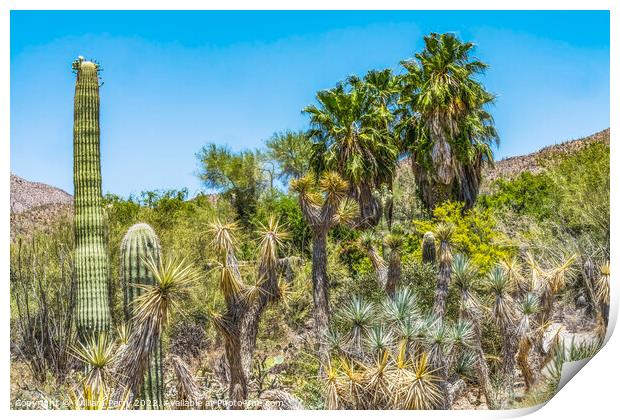 Cactus Plants Sonoran Desert Saguaro National Park Tucson Arizona Print by William Perry