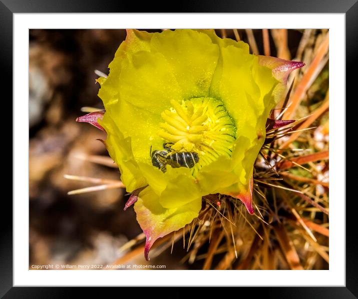 Bee Yellow Blossom Cholla Cactus Sonora Desert Tucson Arizona Framed Mounted Print by William Perry