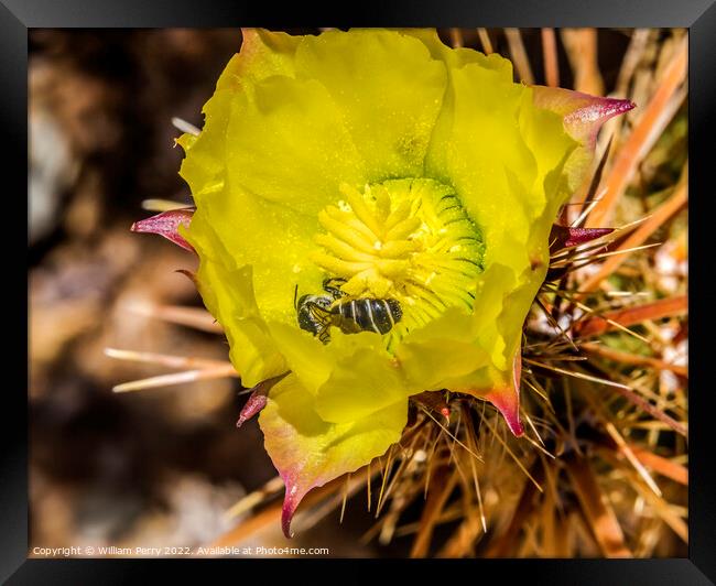 Bee Yellow Blossom Cholla Cactus Sonora Desert Tucson Arizona Framed Print by William Perry