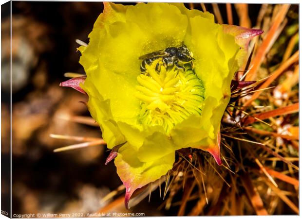 Bee Yellow Blossom Cholla Cactus Sonora Desert Tucson Arizona Canvas Print by William Perry