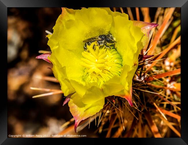 Bee Yellow Blossom Cholla Cactus Sonora Desert Tucson Arizona Framed Print by William Perry