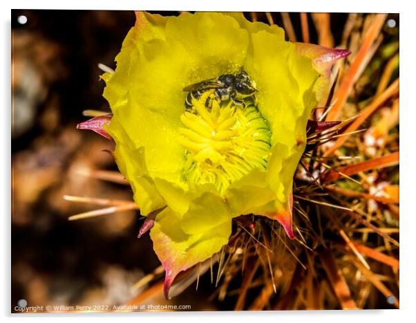 Bee Yellow Blossom Cholla Cactus Sonora Desert Tucson Arizona Acrylic by William Perry