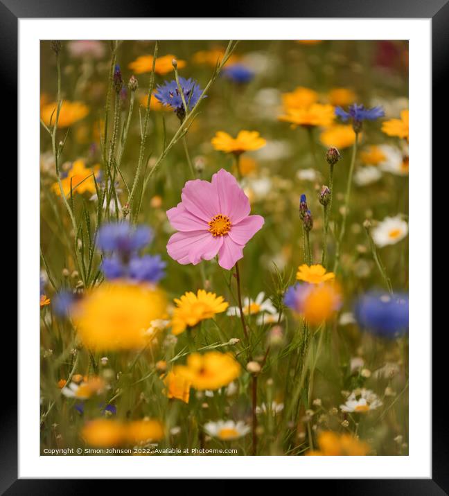 meadow flowers Framed Mounted Print by Simon Johnson