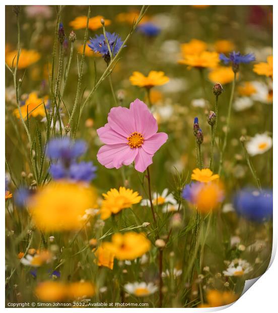 meadow flowers Print by Simon Johnson