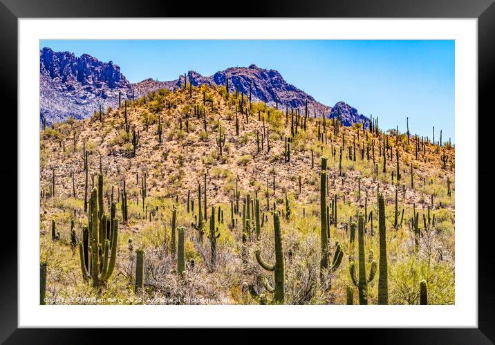 Mountain Saguaro Blooming Cactus Sonora Desert Tucson Arizona Framed Mounted Print by William Perry