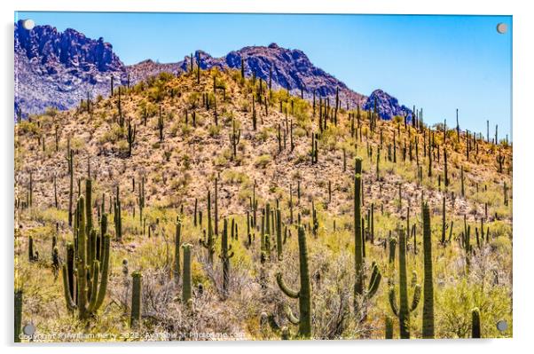 Mountain Saguaro Blooming Cactus Sonora Desert Tucson Arizona Acrylic by William Perry