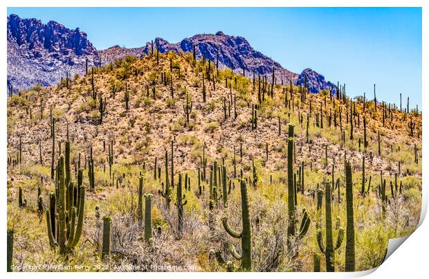 Mountain Saguaro Blooming Cactus Sonora Desert Tucson Arizona Print by William Perry